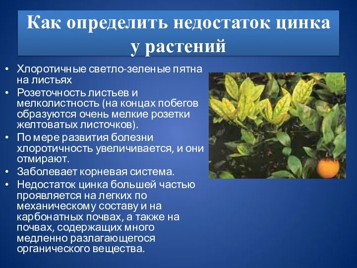 Как определить недостаток цинка у растений Хлоротичные светло-зеленые пятна на листьях