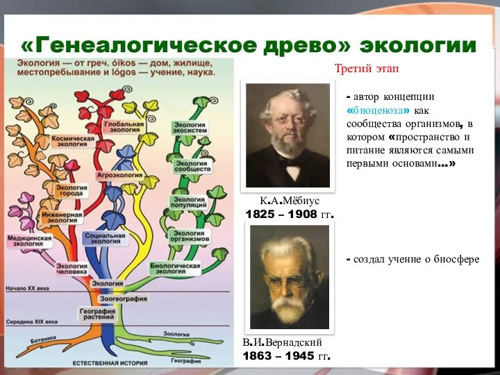 Третий этап К.А.Мёбиус 1825 – 1908 гг. - автор концепции «биоценоза»