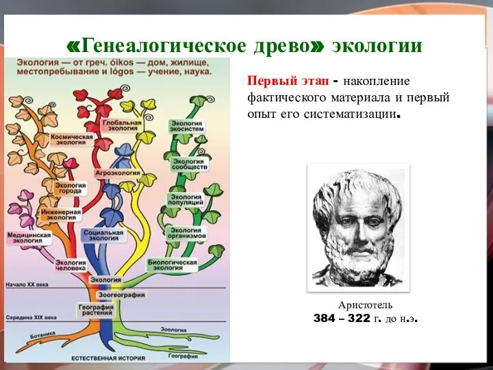 «Генеалогическое древо» экологии Первый этап - накопление фактического материала и первый