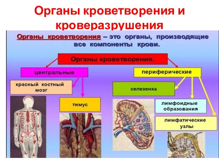 Органы кроветворения и кроверазрушения