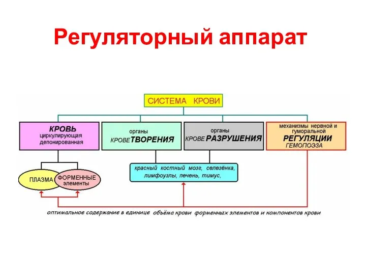 Регуляторный аппарат