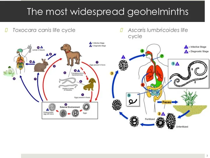 The most widespread geohelminths Toxocara canis life cycle Ascaris lumbricoides life cycle