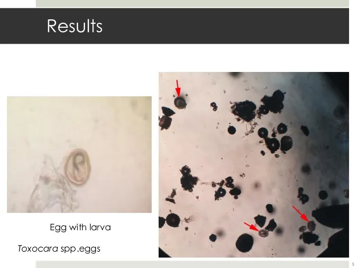 Results Toxocara spp.eggs Egg with larva