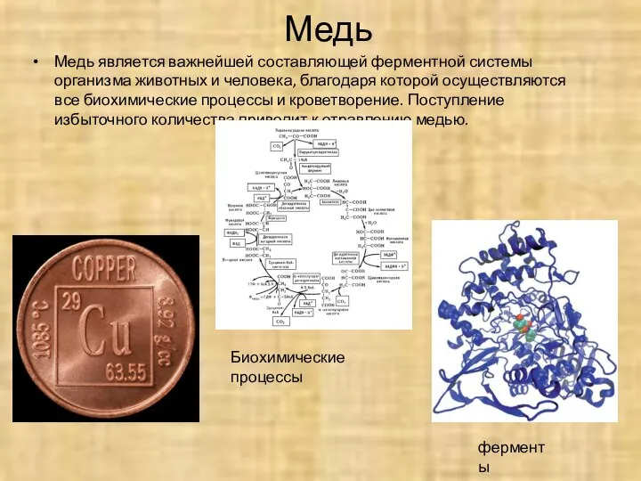 Медь Медь является важнейшей составляющей ферментной системы организма животных и человека,