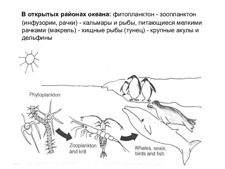 В открытых районах океана: фитопланктон - зоопланктон (инфузории, рачки) - кальмары