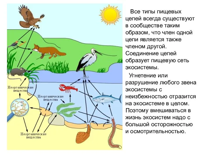 Все типы пищевых цепей всегда существуют в сообществе таким образом, что