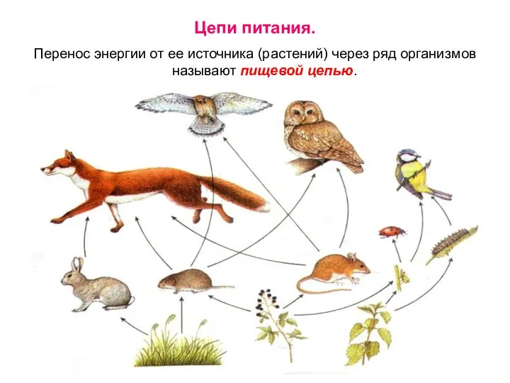 Цепи питания. Перенос энергии от ее источника (растений) через ряд организмов называют пищевой цепью.