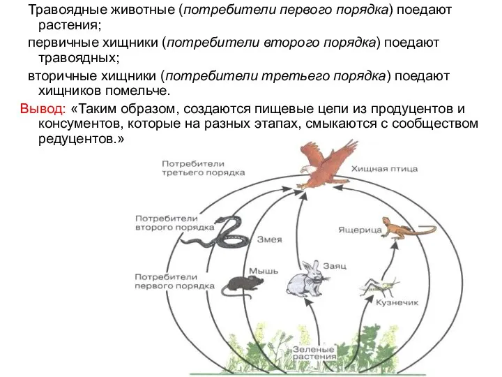 Травоядные животные (потребители первого порядка) поедают растения; первичные хищники (потребители второго