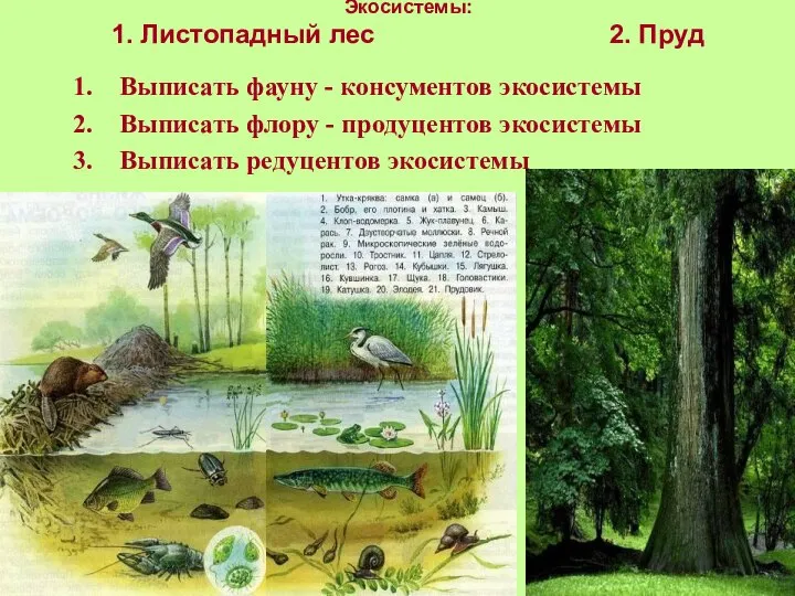 Экосистемы: 1. Листопадный лес 2. Пруд Выписать фауну - консументов экосистемы