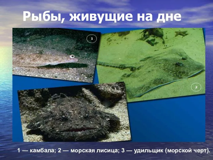 Рыбы, живущие на дне 1 — камбала; 2 — морская лисица; 3 — удильщик (морской черт).