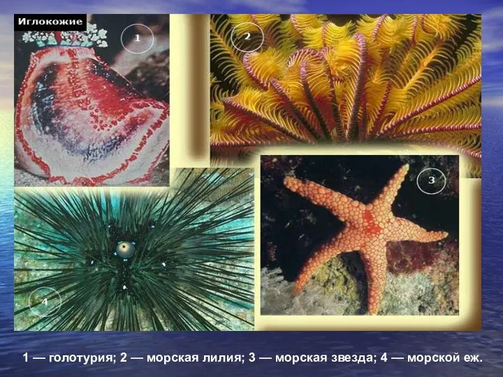 1 — голотурия; 2 — морская лилия; 3 — морская звезда; 4 — морской еж.