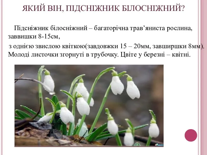 ЯКИЙ ВІН, ПІДСНІЖНИК БІЛОСНІЖНИЙ? Підсніжник білосніжний – багаторічна трав’яниста рослина, заввишки