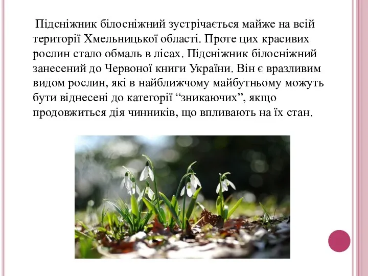 Підсніжник білосніжний зустрічається майже на всій території Хмельницької області. Проте цих