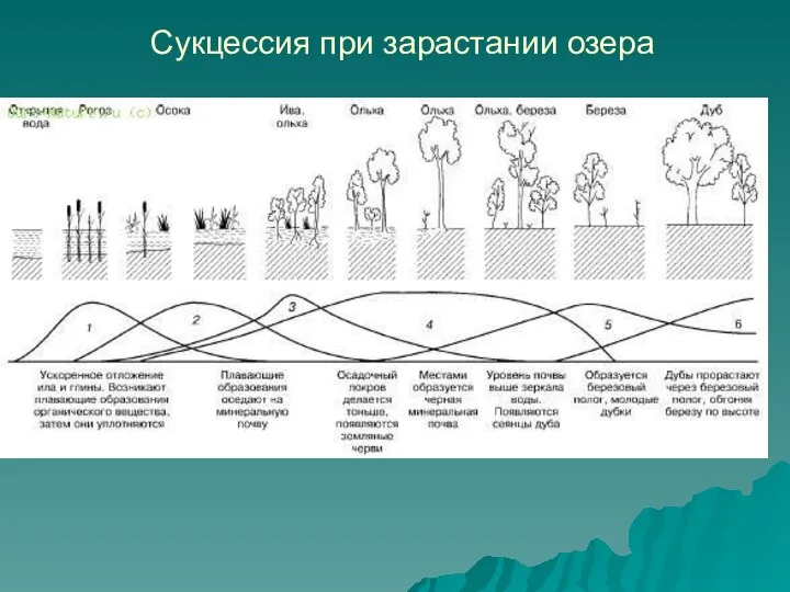 Сукцессия при зарастании озера