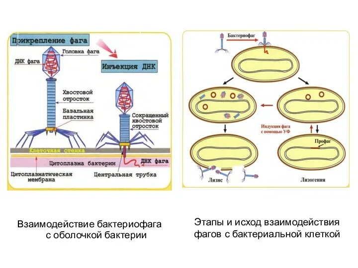 Этапы и исход взаимодействия фагов с бактериальной клеткой Взаимодействие бактериофага с оболочкой бактерии