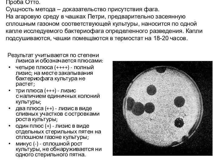 Проба Отто. Сущность метода – доказательство присутствия фага. На агаровую среду