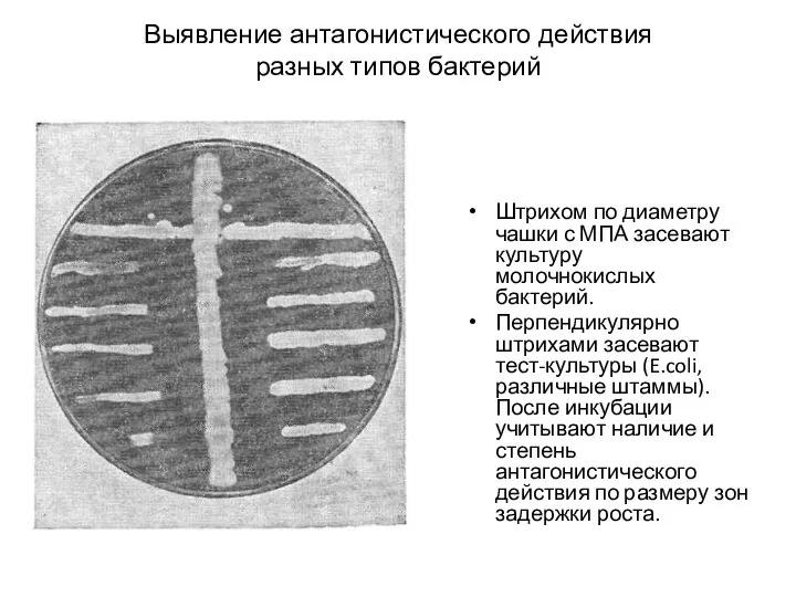 Выявление антагонистического действия разных типов бактерий Штрихом по диаметру чашки с