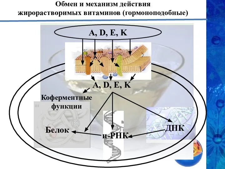 Обмен и механизм действия жирорастворимых витаминов (гормоноподобные) А, D, E, K