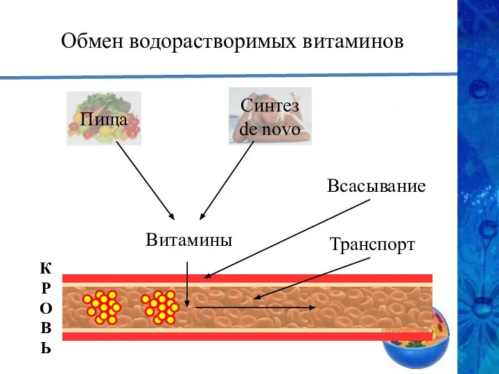 Обмен водорастворимых витаминов Витамины К Р О В Ь Всасывание Транспорт