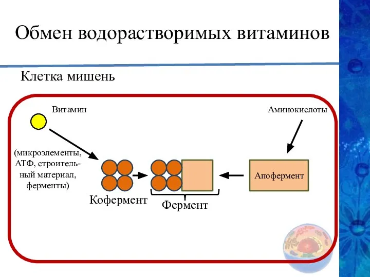 Обмен водорастворимых витаминов Клетка мишень Витамин Кофермент Апофермент Фермент Аминокислоты (микроэлементы, АТФ, строитель-ный материал, ферменты)