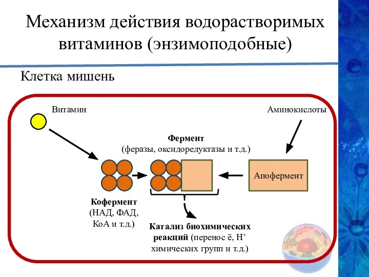 Механизм действия водорастворимых витаминов (энзимоподобные) Клетка мишень Витамин Кофермент (НАД, ФАД,