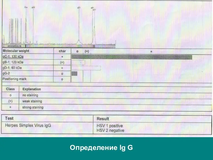 Определение Ig G