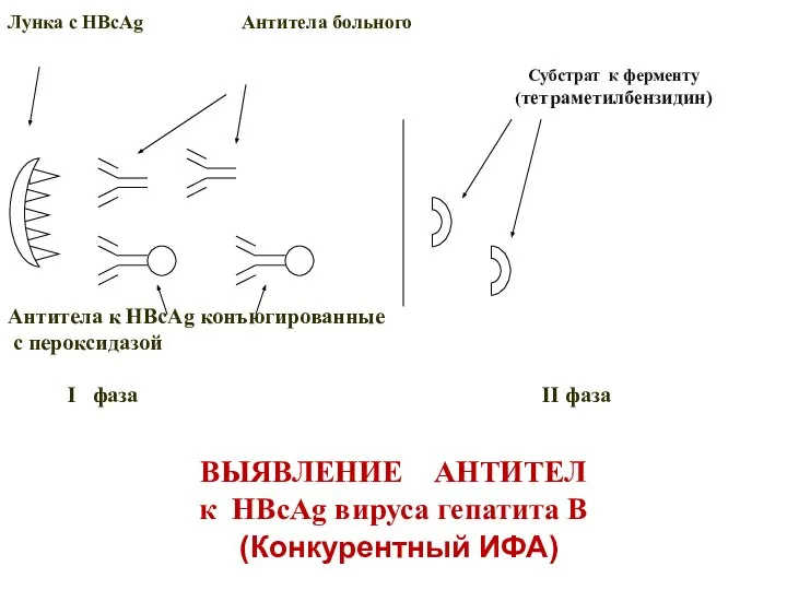 ВЫЯВЛЕНИЕ АНТИТЕЛ к HBcAg вируса гепатита В Лунка с HBcAg Антитела