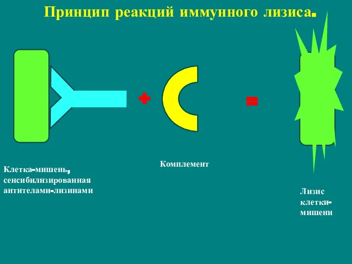 Принцип реакций иммунного лизиса. = + Клетка-мишень, сенсибилизированная антителами-лизинами Комплемент Лизис клетки-мишени