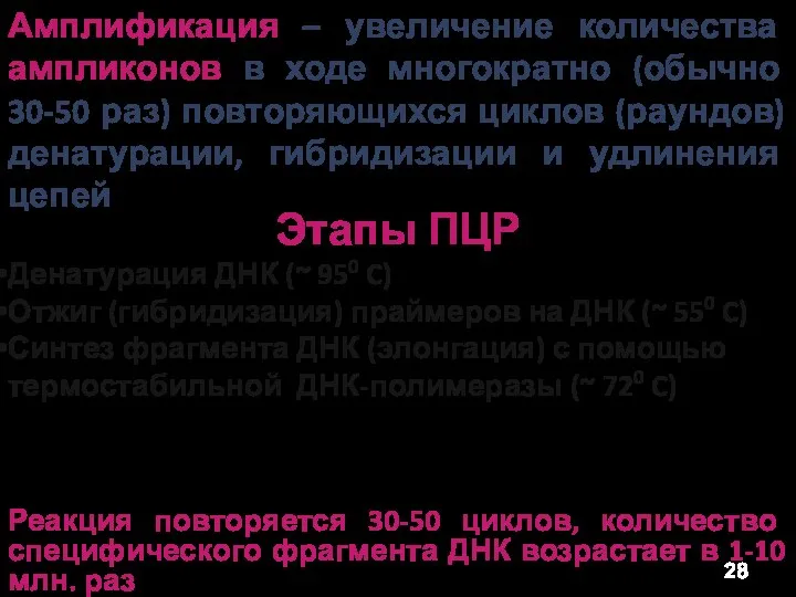 Этапы ПЦР Денатурация ДНК (~ 950 C) Отжиг (гибридизация) праймеров на