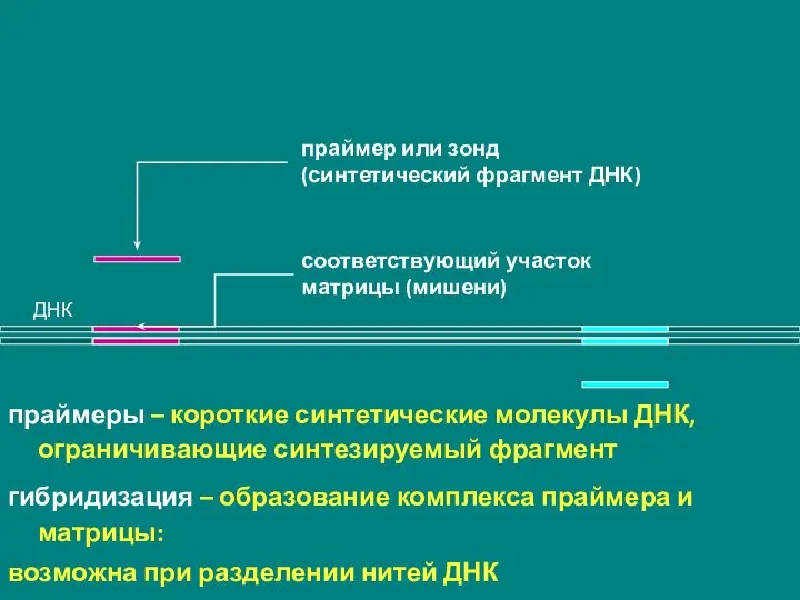 ДНК праймер или зонд (синтетический фрагмент ДНК) соответствующий участок матрицы (мишени)