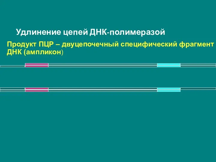 Удлинение цепей ДНК-полимеразой Продукт ПЦР – двуцепочечный специфический фрагмент ДНК (ампликон)