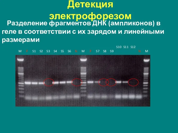 Детекция электрофорезом Разделение фрагментов ДНК (ампликонов) в геле в соответствии с