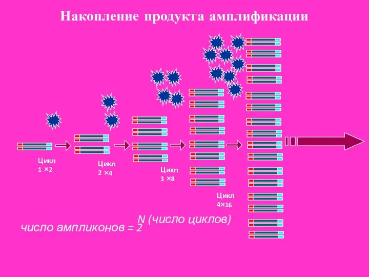 ×2 ×4 ×8 ×16 Цикл 1 Накопление продукта амплификации Цикл 2 Цикл 3 Цикл 4