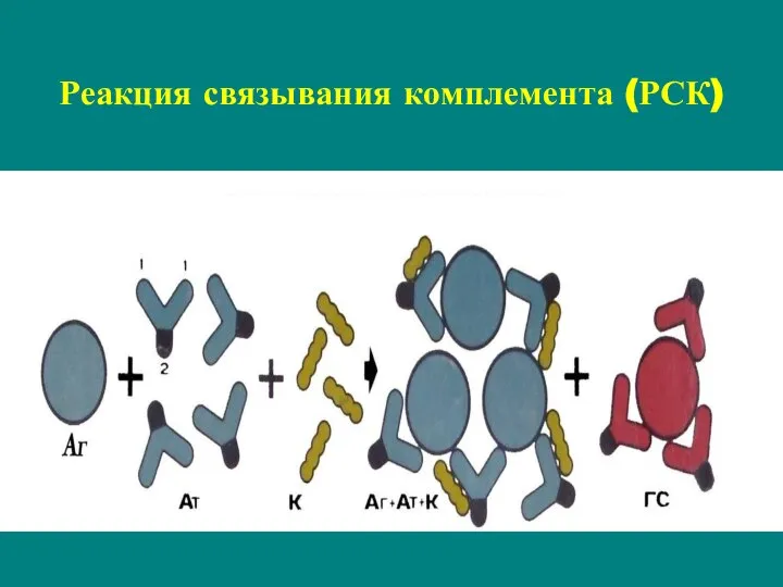 Реакция связывания комплемента (РСК)