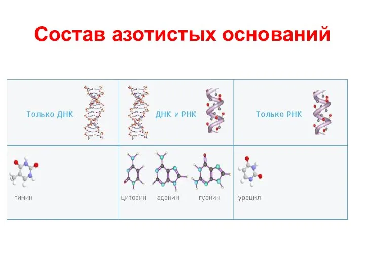 Состав азотистых оснований