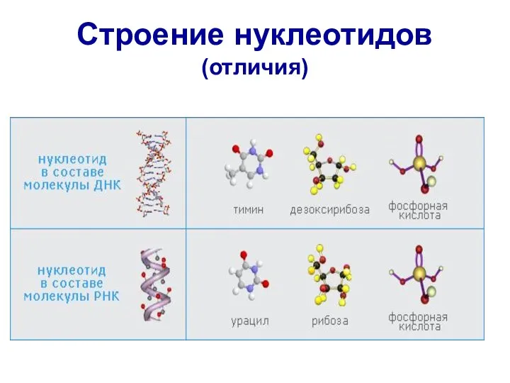 Строение нуклеотидов (отличия)