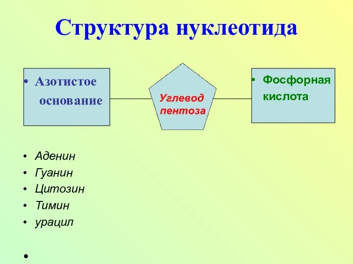 Структура нуклеотида Азотистое основание Аденин Гуанин Цитозин Тимин урацил Фосфорная кислота