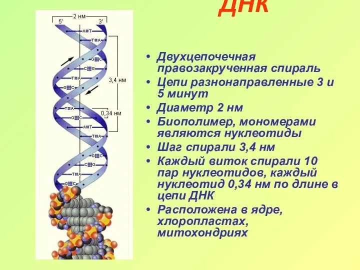 ДНК Двухцепочечная правозакрученная спираль Цепи разнонаправленные 3 и 5 минут Диаметр