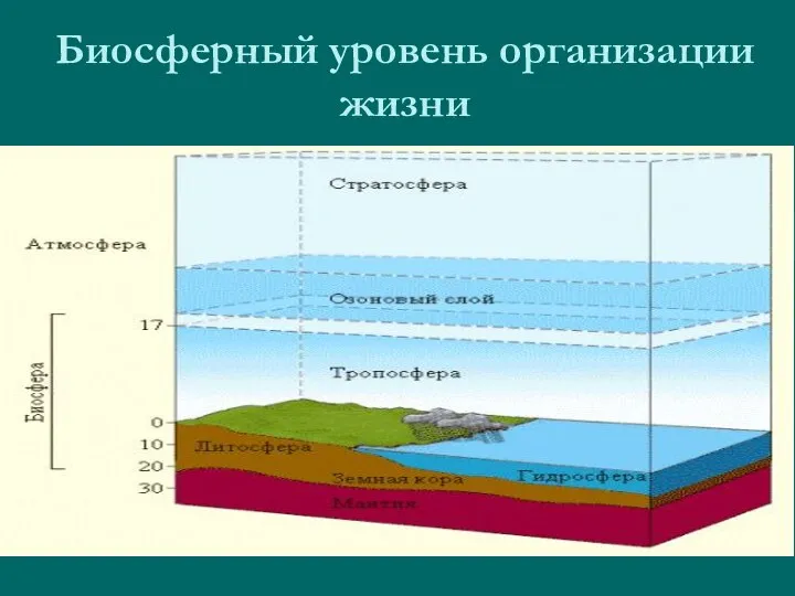 Биосферный уровень организации жизни