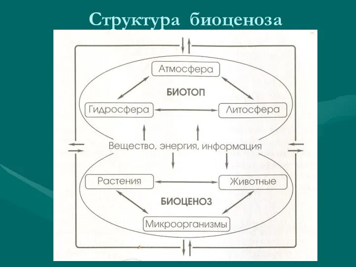 Структура биоценоза