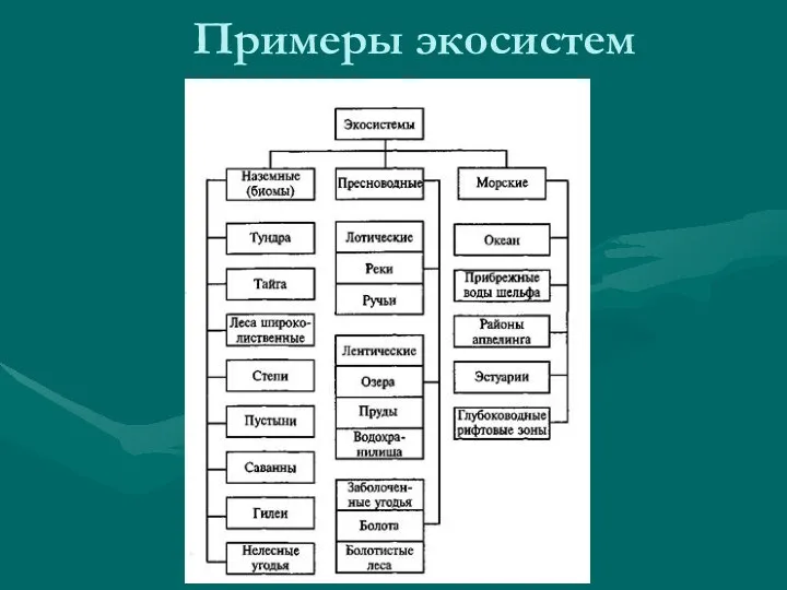 Примеры экосистем