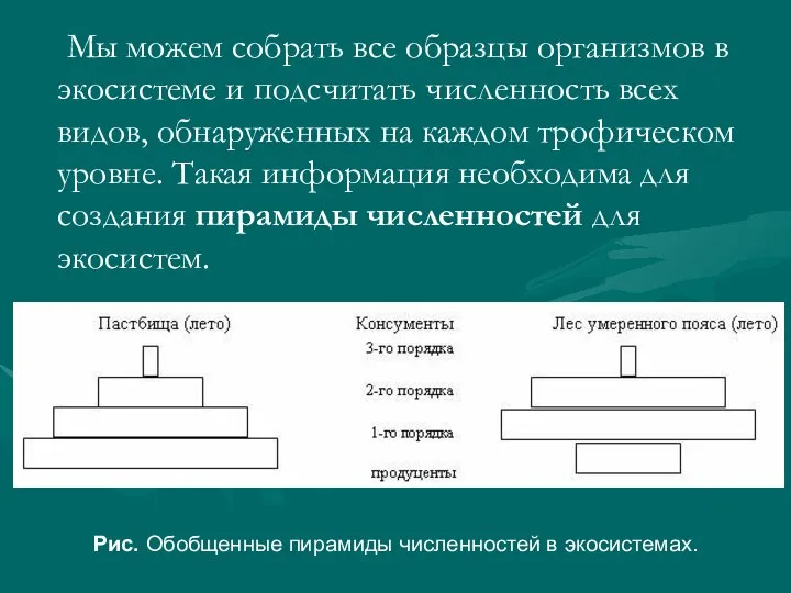 Мы можем собрать все образцы организмов в экосистеме и подсчитать численность