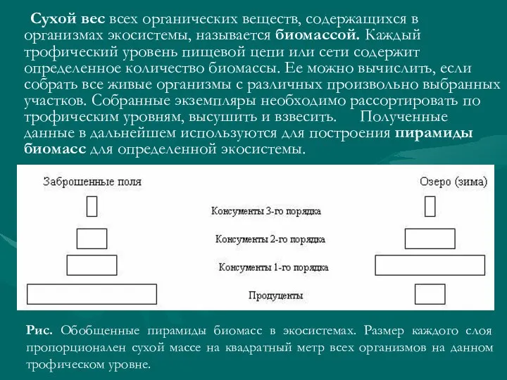 Сухой вес всех органических веществ, содержащихся в организмах экосистемы, называется биомассой.