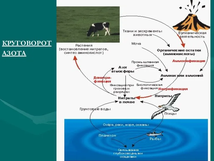 КРУГОВОРОТ АЗОТА