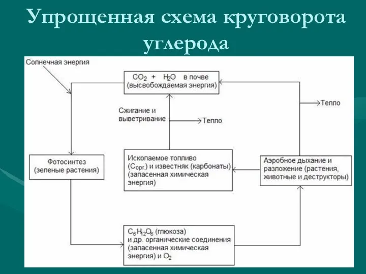 Упрощенная схема круговорота углерода