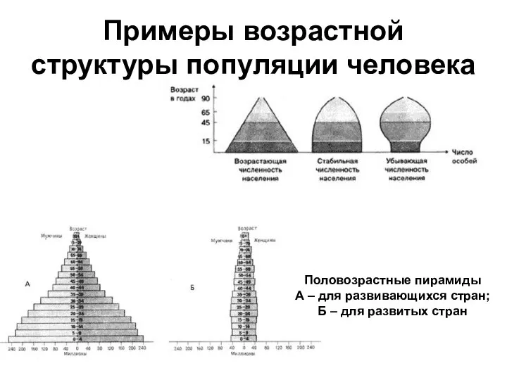 Примеры возрастной структуры популяции человека Половозрастные пирамиды А – для развивающихся