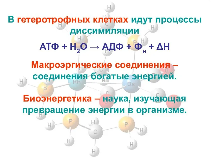 В гетеротрофных клетках идут процессы диссимиляции АТФ + H2O → АДФ