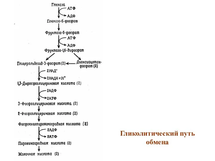 Гликолитический путь обмена