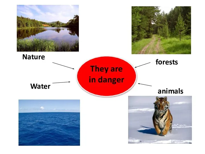 They are in danger Nature Water forests animals