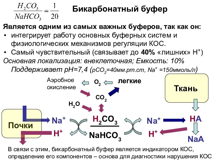 Бикарбонатный буфер Является одним из самых важных буферов, так как он: